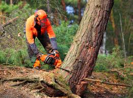 Port Barrington, IL Tree Services Company